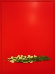 SARAH CHARLESWORTH : A SIMPLE TEXT (WHITE FLOWERS), 2005, 2/8, 102.9 x 77.5 cm, 40 1/2 x 30 1/2 in., cibachrome with lacquer frame